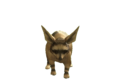 Енот